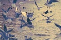 Beautiful seagulls flying over water