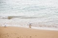 Beautiful seagulls and sea waves foam on sandy beach with seashells on tropical island. Waves and birds in ocean bay or lagoon. Royalty Free Stock Photo