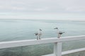 Beautiful seagulls sitting in port area. Seabird closeup, in a harbor. White Gulls standing on the white fence on Royalty Free Stock Photo