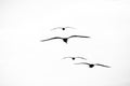 Beautiful seagulls soaring in the sky