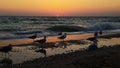Beautiful seagulls walking on the beach