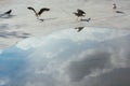 Beautiful seagulls walking on the ground Royalty Free Stock Photo