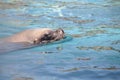 Beautiful seal, colchester zoo