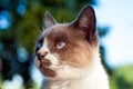 Profile of a beautiful seal point cat`s face