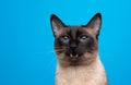 beautiful seal point siamese cat portrait with mouth open meowing