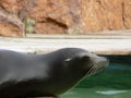 Beautiful seal in a zoo