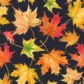 Beautiful seamless autumn pattern with watercolor colorful maple leaves. Stock illustration. Royalty Free Stock Photo