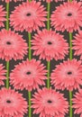 Beautiful seamless background with pink gerbera flower with a stem. Hand-drawn Royalty Free Stock Photo