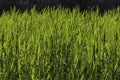 Beautiful seamless border horizontal texture of green Creeping Wild Rye grass is in summer