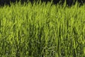 Beautiful seamless border horizontal texture of green Creeping Wild Rye grass is in summer