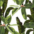 Beautiful seamless floral pattern background with tropical bright ficus elastic and bananas leaves. Royalty Free Stock Photo