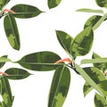 Beautiful seamless floral pattern background with tropical bright ficus elastica. Royalty Free Stock Photo