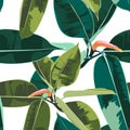 Beautiful seamless floral pattern background with tropical ficus elastica. Royalty Free Stock Photo