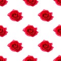 Beautiful seamless floral pattern with fresh red roses isolated on white background Royalty Free Stock Photo