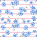 Beautiful seamless floral pattern of little blue chicory flowers on white with pink stripes background Royalty Free Stock Photo