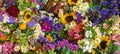 Beautiful Seamless Mix Colorful Flowers, Nature Pattern Background, Full Frame Picture Royalty Free Stock Photo