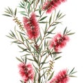 Watercolor australian callistemon seamless pattern