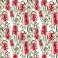 Watercolor australian callistemon seamless pattern