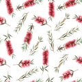 Watercolor australian callistemon seamless pattern Royalty Free Stock Photo