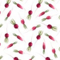 Watercolor radish seamless pattern