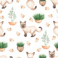 Beautiful, seamless, tileable pattern with watercolor cat animals - cute Siamese cats, potted home flowers, cat footprints,