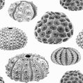 Beautiful seamless underwater pattern with watercolor sea urchin. Stock illustration. Royalty Free Stock Photo