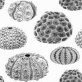 Beautiful seamless underwater pattern with watercolor sea urchin. Stock illustration. Royalty Free Stock Photo