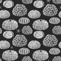 Beautiful seamless underwater pattern with watercolor sea urchin. Stock illustration. Royalty Free Stock Photo