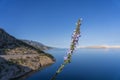 Beautiful seascape with blue Adriatic sea, blue sky and violet wild flowers on the rocky coastline of Croatia, Europe Royalty Free Stock Photo