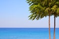 Beautiful seascape, lonely tree on the background of azure sea and blue sky in calm weather