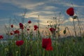 Beautiful Seascape. Magnificent spring sunset in a field of poppies. Burgas, Bulgaria. Black Sea.