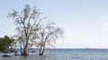 Beautiful seascape with mangrove tree growing in the middle of the sea, near the beach shore, blue clear sky and horizon with copy Royalty Free Stock Photo