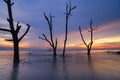 Silhouette lonely mangrove tree over stunning sunset background