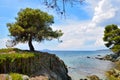 Beautiful seascape with tree, rocks and clear transparent water