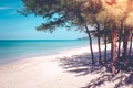 Beautiful seascape view of pine trees on white sand beach at seashore with blue sea and sky in background. Royalty Free Stock Photo