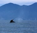 Beautiful Seascape with Whale tail Royalty Free Stock Photo