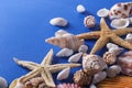 Beautiful Seashell Background