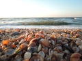 Beautiful seashell beach at sunset by the sea, selective focus