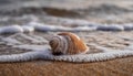 Beautiful seashell on the beach. Wet sand, foamy sea water. Natural scene Royalty Free Stock Photo