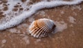 Beautiful seashell on the beach. Wet sand, foamy sea water. Natural scene Royalty Free Stock Photo