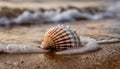 Beautiful seashell on the beach. Wet sand, foamy sea water. Natural scene Royalty Free Stock Photo