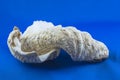 Beautiful seashell on the blue background Royalty Free Stock Photo