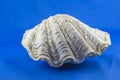 Beautiful seashell on the blue background Royalty Free Stock Photo