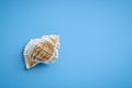 Beautiful seashell on a blue background. Template for design, greeting card, blank Royalty Free Stock Photo