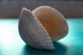 Beautiful seashell comb on a blue background.