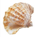 Seashell: AI- Royalty Free Stock Photo
