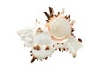 Beautiful seashell isolated over white