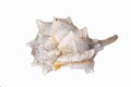 Beautiful seashell isolated on a white background Royalty Free Stock Photo