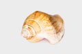 Beautiful seashell isolated on a white background Royalty Free Stock Photo