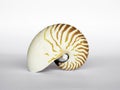 Beautiful seashell isolated on white background Royalty Free Stock Photo